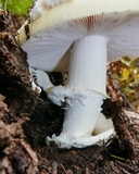 Amanita vernicoccora image