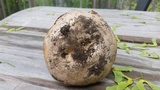 Agaricus bitorquis image
