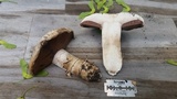 Agaricus bitorquis image