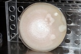 Ustilago bullata image