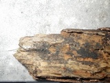 Dematioscypha dematiicola image
