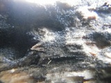 Dematioscypha dematiicola image