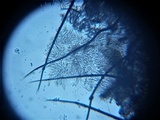 Dematioscypha dematiicola image