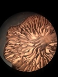 Arrhenia epichysium image
