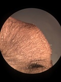Arrhenia epichysium image
