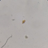Pleuroflammula subsulphurea image