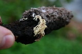 Clavulina coralloides image