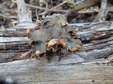 Peltigera rufescens image