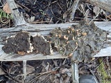 Peltigera rufescens image
