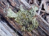 Cladonia cariosa image
