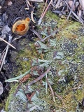 Cladonia cariosa image