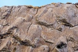 Inonotus glomeratus image