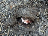 Hygrophorus purpurascens image