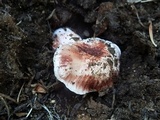 Hygrophorus purpurascens image