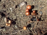 Crassisporium funariophilum image