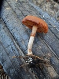 Crassisporium funariophilum image