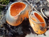 Caloscypha fulgens image