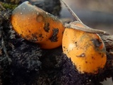 Caloscypha fulgens image