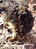 Morchella brunnea image
