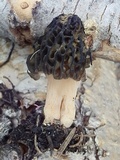 Morchella brunnea image