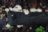 Trametes hirsuta image