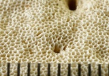 Trametes hirsuta image