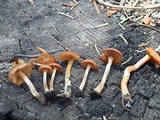 Crassisporium funariophilum image