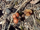 Crassisporium funariophilum image