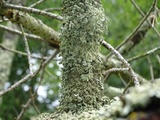 Flavopunctelia flaventior image
