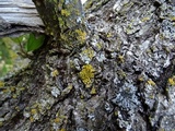 Oxneria fallax image