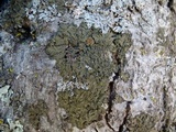 Melanelixia californica image