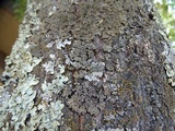 Physconia enteroxantha image