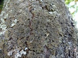 Melanohalea elegantula image