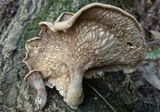 Panus conchatus image