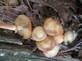 Kuehneromyces marginellus image