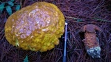 Rugiboletus extremiorientalis image