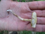 Kuehneromyces marginellus image