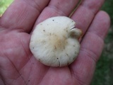 Kuehneromyces marginellus image