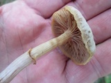 Kuehneromyces marginellus image