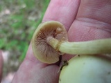 Kuehneromyces marginellus image