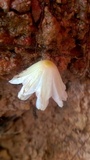 Leucocoprinus fragilissimus image