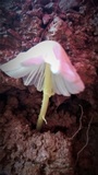 Leucocoprinus fragilissimus image