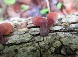 Dacryopinax elegans image
