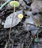 Rhizomarasmius pyrrhocephalus image