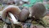 Pluteus longistriatus image