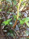Pucciniastrum goeppertianum image