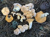 Cantharellus roseocanus image