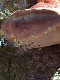 Fomitopsis mounceae image