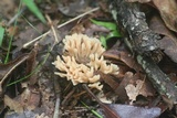 Tremellodendron pallidum image