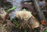 Tremellodendron pallidum image